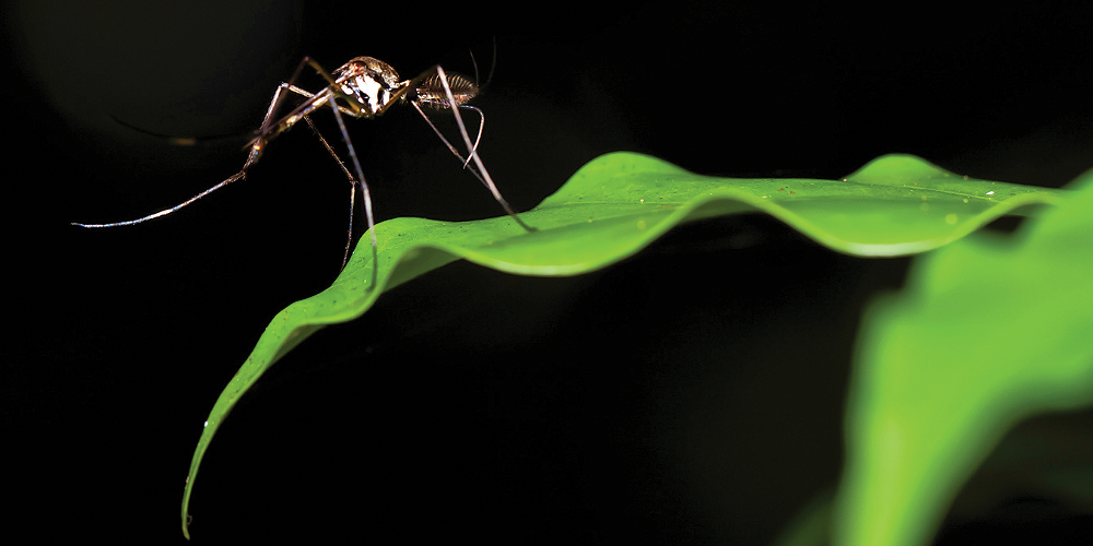 Foto komarca u prirodi i kako ga se rešiti