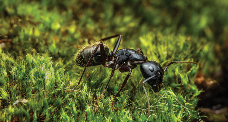 Sve što treba da znate o mravima