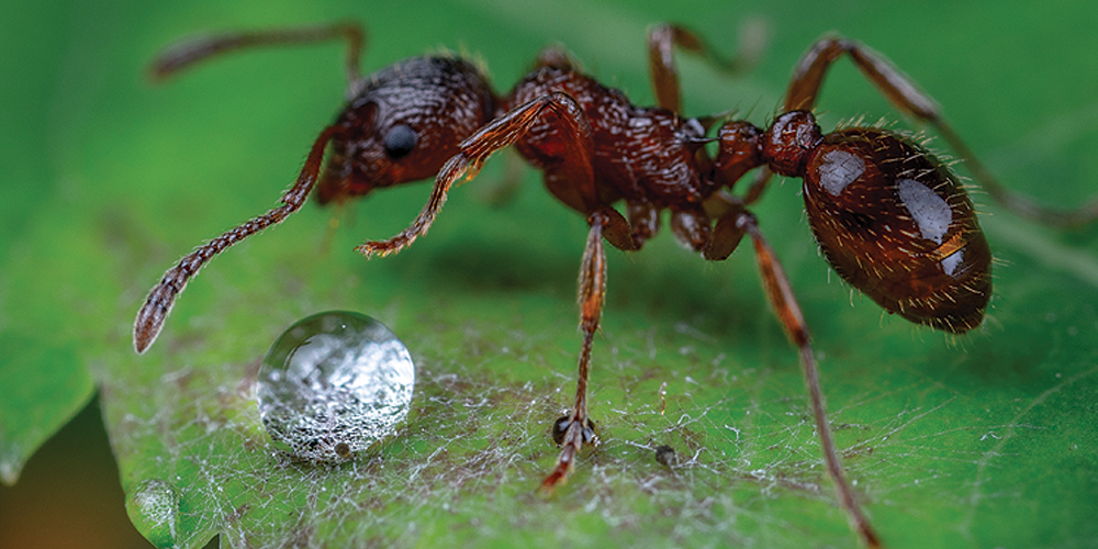 Sve o mravima