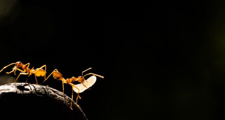 Kako se rešiti mrava