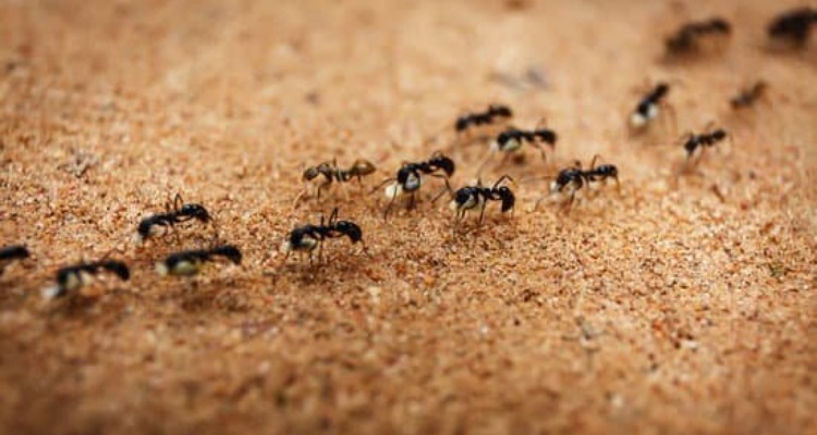 Mravima je mesto u prirodi, a ne u vašem domu